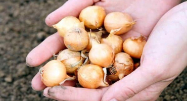 Jak správně zasadit cibuli na jaře nebo na podzim, aby byly velké cibule